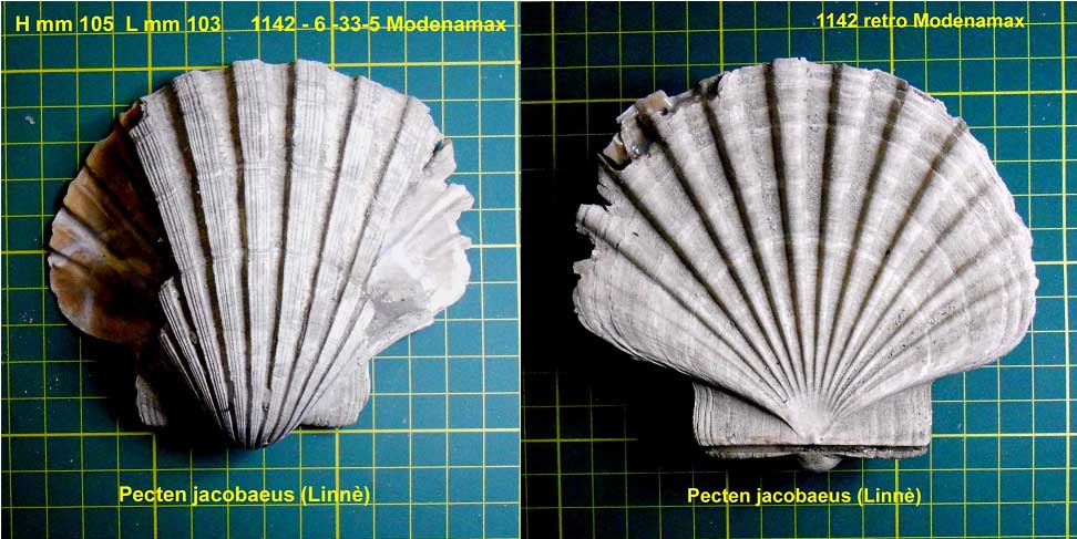 Pecten?